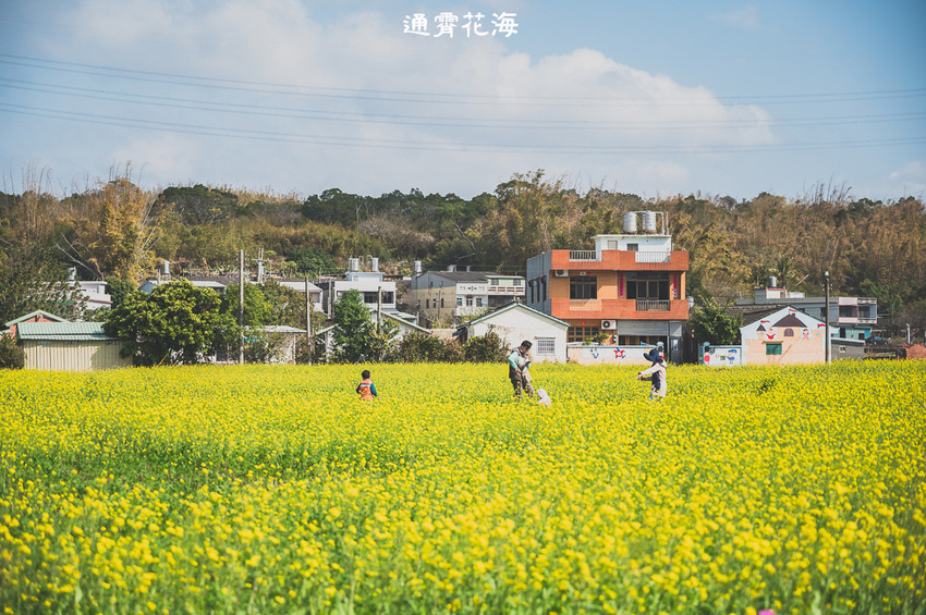 ｜苗栗景點｜通霄花海，高鐵橋下的浪漫景色，黃澄澄的油菜花田好療癒 - Hallo！Im 婷兒