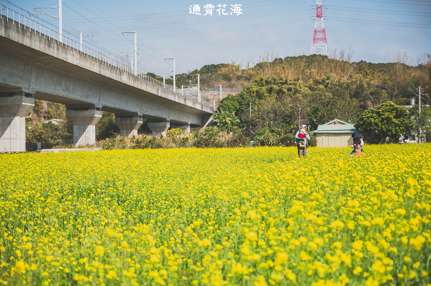 ｜苗栗景點｜通霄花海，高鐵橋下的浪漫景色，黃澄澄的油菜花田好療癒 - Hallo！Im 婷兒