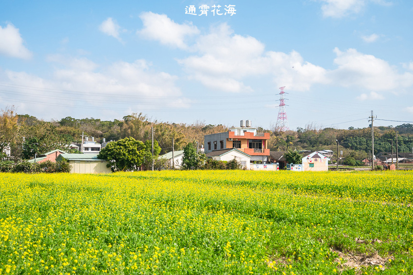 ｜苗栗景點｜通霄花海，高鐵橋下的浪漫景色，黃澄澄的油菜花田好療癒 - Hallo！Im 婷兒