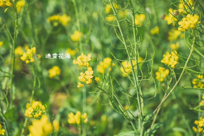 ｜苗栗景點｜通霄花海，高鐵橋下的浪漫景色，黃澄澄的油菜花田好療癒 - Hallo！Im 婷兒