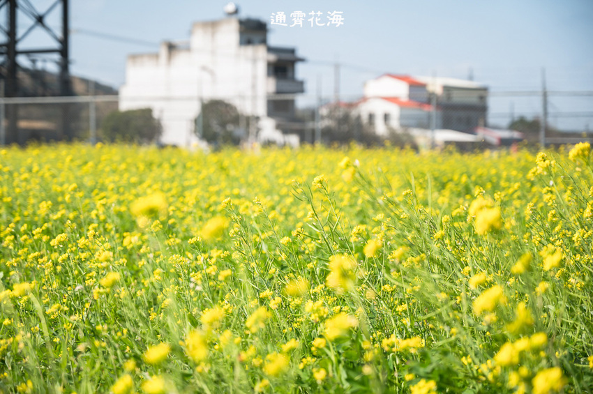 ｜苗栗景點｜通霄花海，高鐵橋下的浪漫景色，黃澄澄的油菜花田好療癒 - Hallo！Im 婷兒