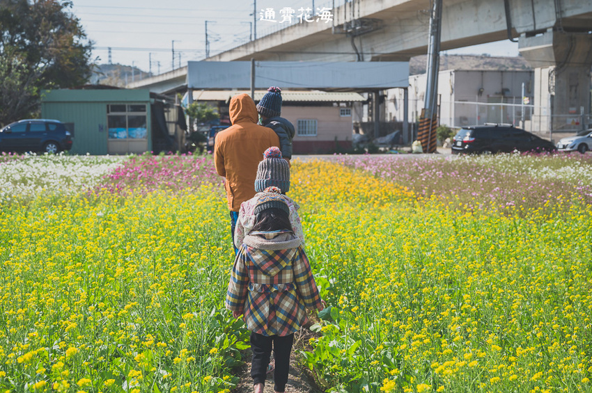 ｜苗栗景點｜通霄花海，高鐵橋下的浪漫景色，黃澄澄的油菜花田好療癒 - Hallo！Im 婷兒