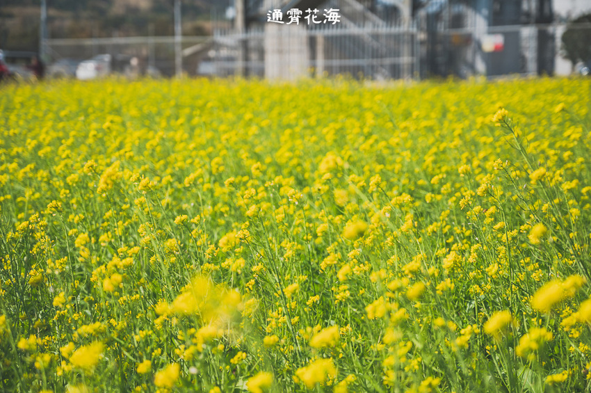 ｜苗栗景點｜通霄花海，高鐵橋下的浪漫景色，黃澄澄的油菜花田好療癒 - Hallo！Im 婷兒