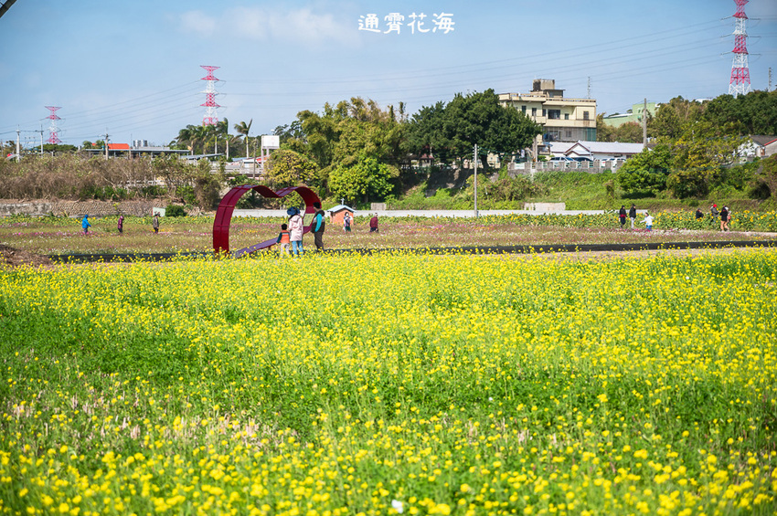 ｜苗栗景點｜通霄花海，高鐵橋下的浪漫景色，黃澄澄的油菜花田好療癒 - Hallo！Im 婷兒