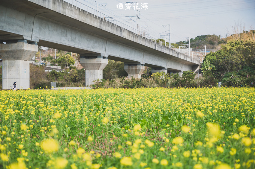 ｜苗栗景點｜通霄花海，高鐵橋下的浪漫景色，黃澄澄的油菜花田好療癒 - Hallo！Im 婷兒