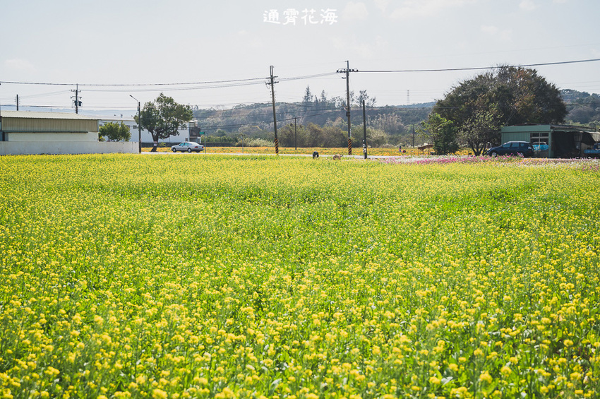｜苗栗景點｜通霄花海，高鐵橋下的浪漫景色，黃澄澄的油菜花田好療癒 - Hallo！Im 婷兒