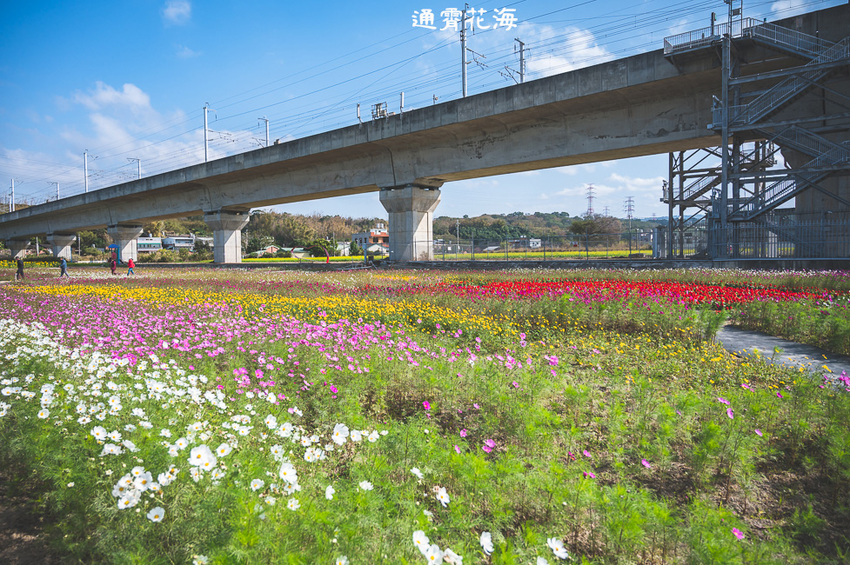 ｜苗栗景點｜通霄花海，高鐵橋下的浪漫景色，黃澄澄的油菜花田好療癒 - Hallo！Im 婷兒
