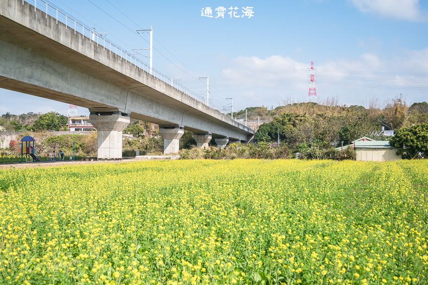 ｜苗栗景點｜通霄花海，高鐵橋下的浪漫景色，黃澄澄的油菜花田好療癒 - Hallo！Im 婷兒