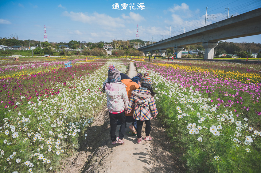 ｜苗栗景點｜通霄花海，高鐵橋下的浪漫景色，黃澄澄的油菜花田好療癒 - Hallo！Im 婷兒