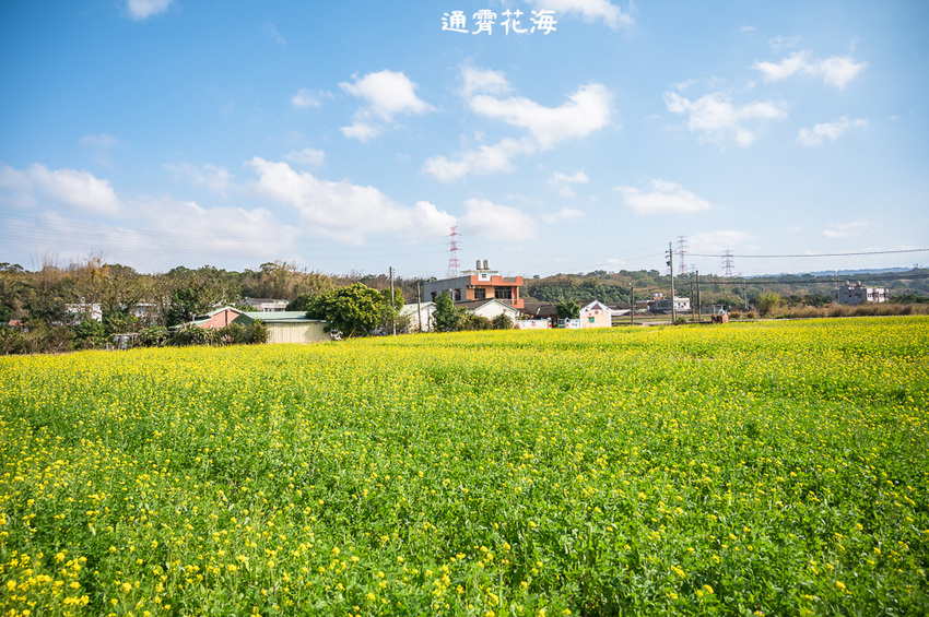 ｜苗栗景點｜通霄花海，高鐵橋下的浪漫景色，黃澄澄的油菜花田好療癒 - Hallo！Im 婷兒
