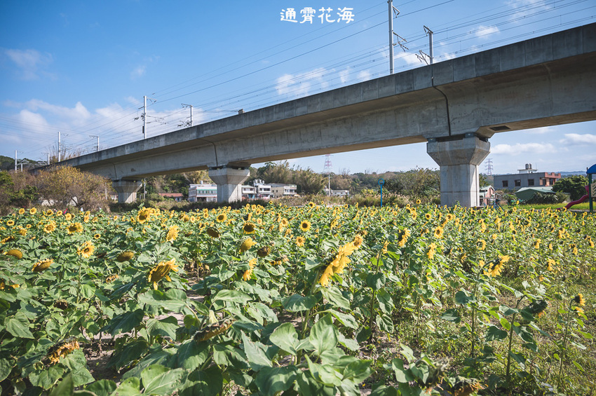｜苗栗景點｜通霄花海，高鐵橋下的浪漫景色，黃澄澄的油菜花田好療癒 - Hallo！Im 婷兒