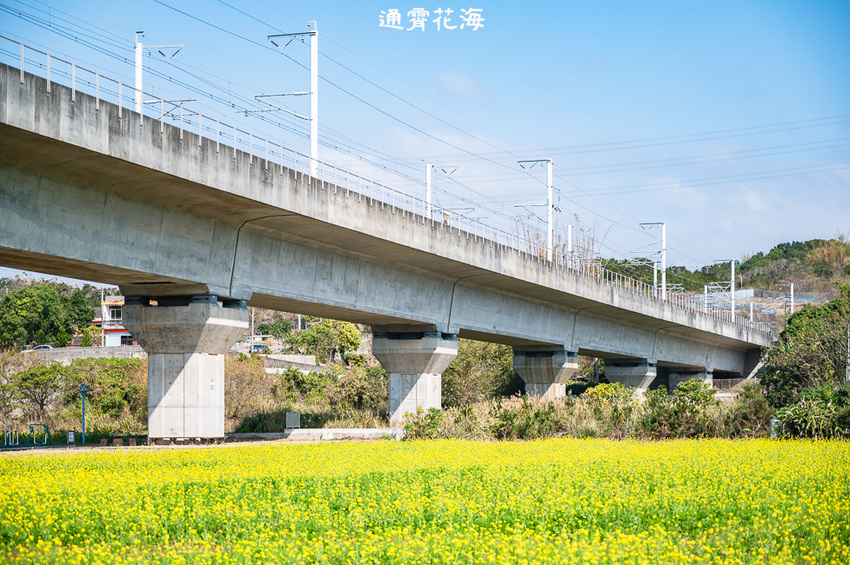 ｜苗栗景點｜通霄花海，高鐵橋下的浪漫景色，黃澄澄的油菜花田好療癒 - Hallo！Im 婷兒