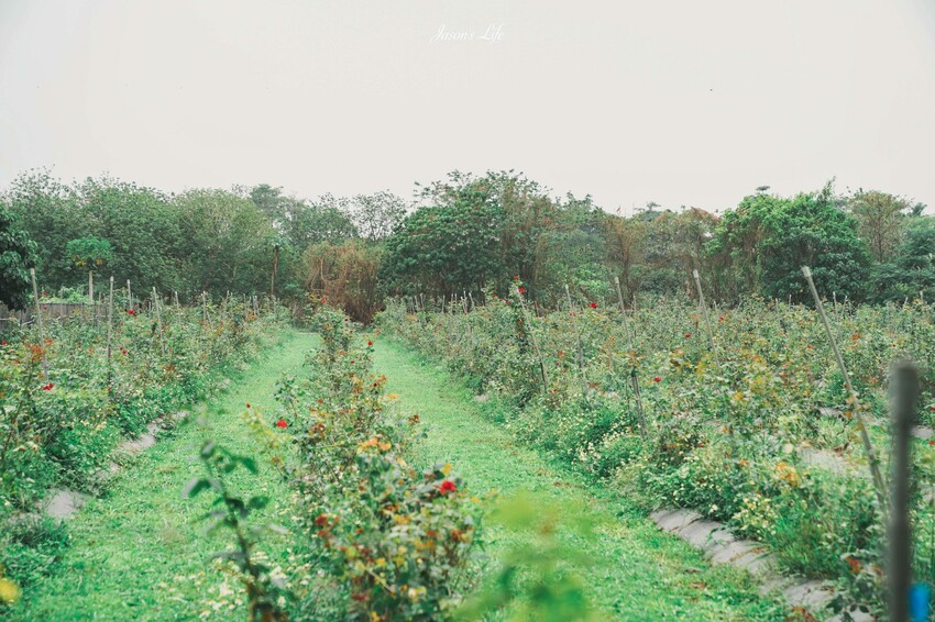 【屏東九如｜美食】大花農場。屏東秘境景點，超大有機玫瑰園，可親採有機玫瑰，玫瑰創意料理披薩意外好吃