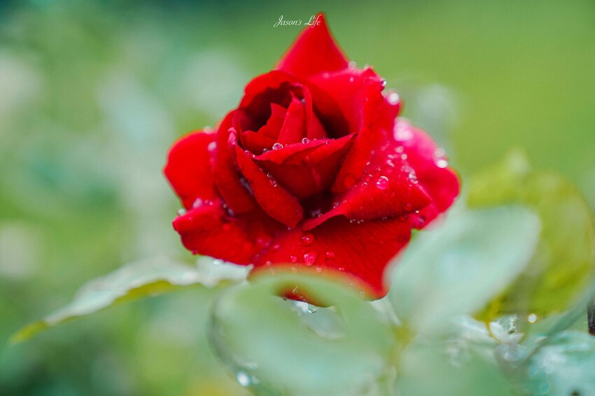 【屏東九如｜美食】大花農場。屏東秘境景點，超大有機玫瑰園，可親採有機玫瑰，玫瑰創意料理披薩意外好吃