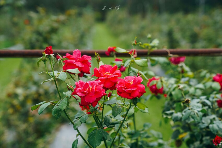 【屏東九如｜美食】大花農場。屏東秘境景點，超大有機玫瑰園，可親採有機玫瑰，玫瑰創意料理披薩意外好吃