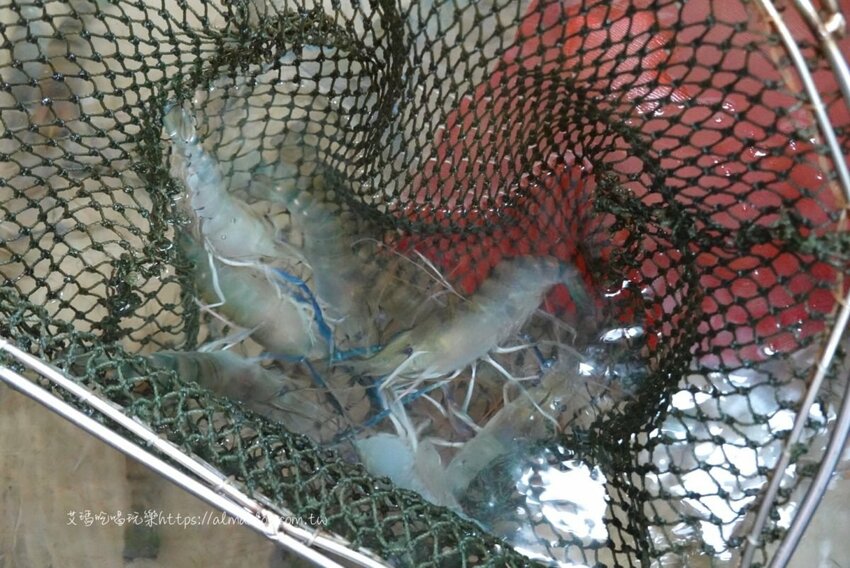 五顆星活蝦餐廳！激推“泰辣招牌蝦”．屏東里港每日新鮮直送．17種活蝦料理/白飯免費吃/停車方便 - 艾瑪▪ 享受吃喝玩樂札記