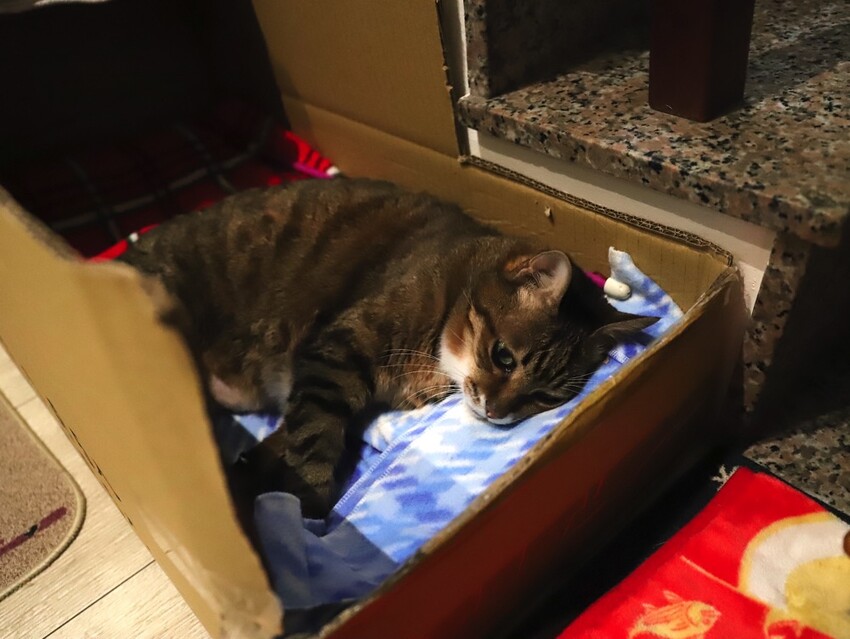 十公分厚的厚片三明治～ 還能吃到厚嫩蛋！超～浮誇美味！