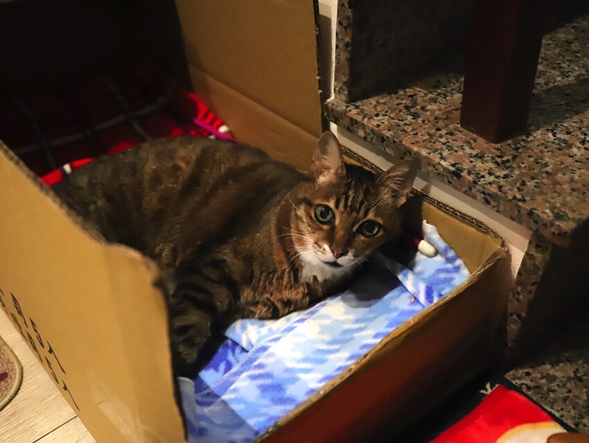 十公分厚的厚片三明治～ 還能吃到厚嫩蛋！超～浮誇美味！