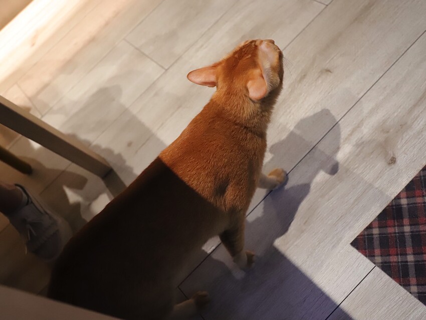 十公分厚的厚片三明治～ 還能吃到厚嫩蛋！超～浮誇美味！