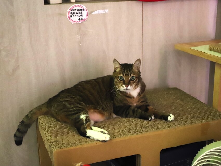 十公分厚的厚片三明治～ 還能吃到厚嫩蛋！超～浮誇美味！