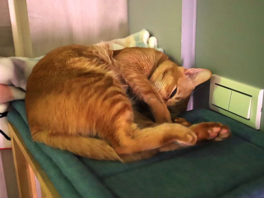 十公分厚的厚片三明治～ 還能吃到厚嫩蛋！超～浮誇美味！