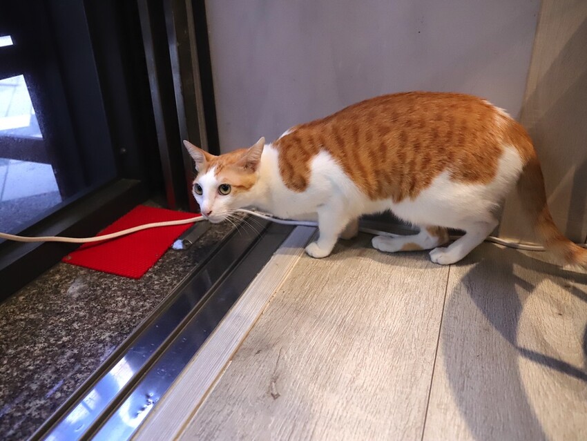 十公分厚的厚片三明治～ 還能吃到厚嫩蛋！超～浮誇美味！