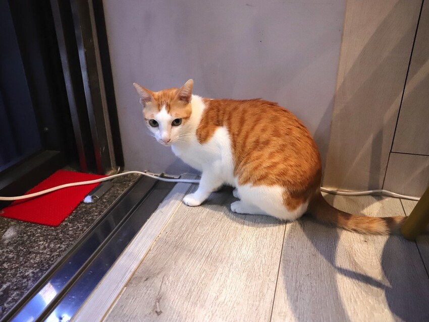 十公分厚的厚片三明治～ 還能吃到厚嫩蛋！超～浮誇美味！