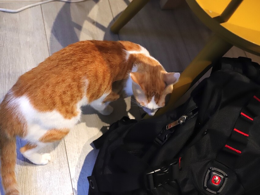 十公分厚的厚片三明治～ 還能吃到厚嫩蛋！超～浮誇美味！