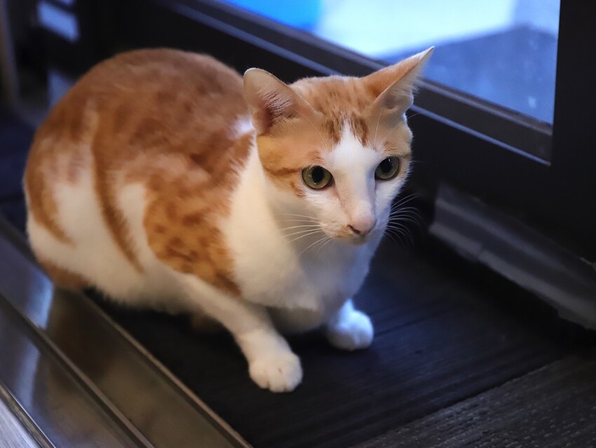 十公分厚的厚片三明治～ 還能吃到厚嫩蛋！超～浮誇美味！