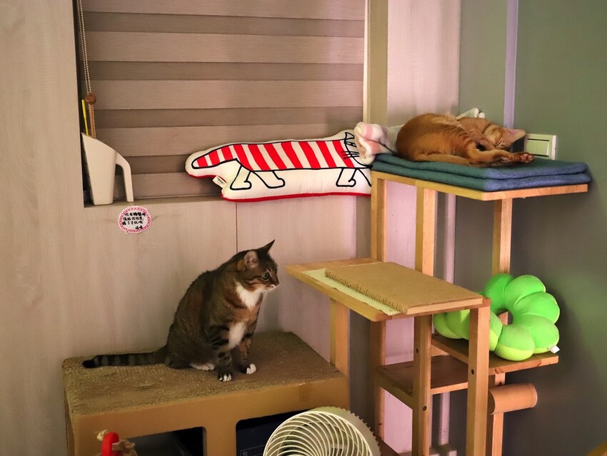 十公分厚的厚片三明治～ 還能吃到厚嫩蛋！超～浮誇美味！