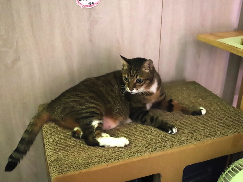 十公分厚的厚片三明治～ 還能吃到厚嫩蛋！超～浮誇美味！