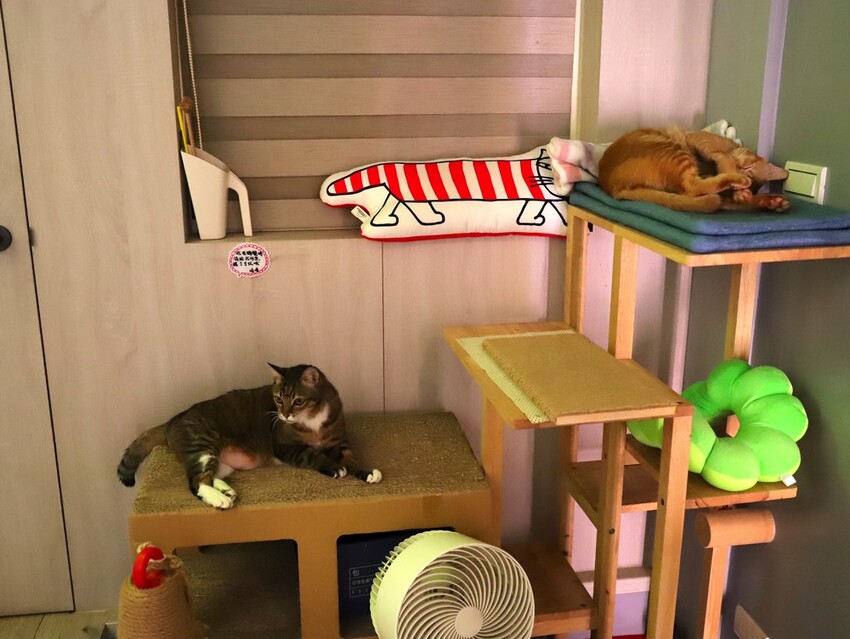 十公分厚的厚片三明治～ 還能吃到厚嫩蛋！超～浮誇美味！