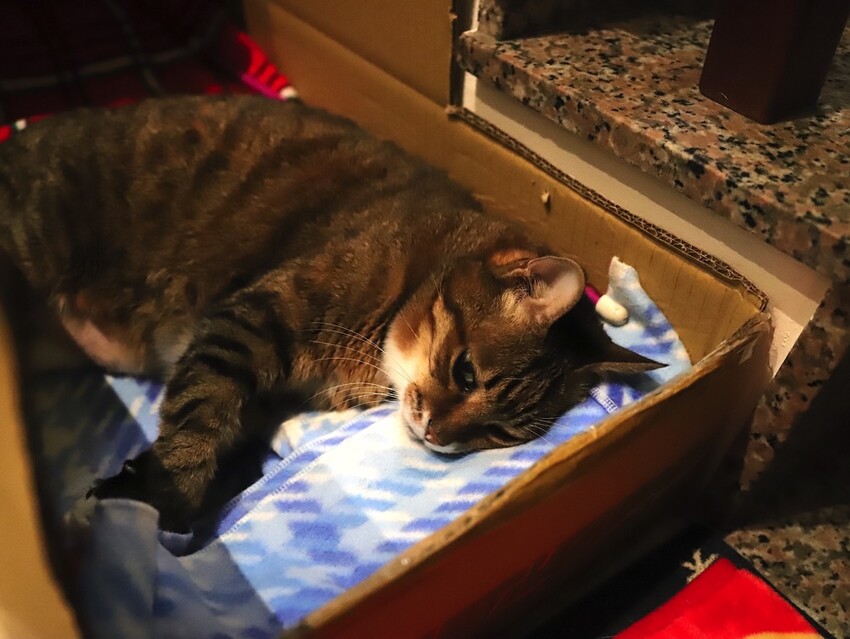 十公分厚的厚片三明治～ 還能吃到厚嫩蛋！超～浮誇美味！