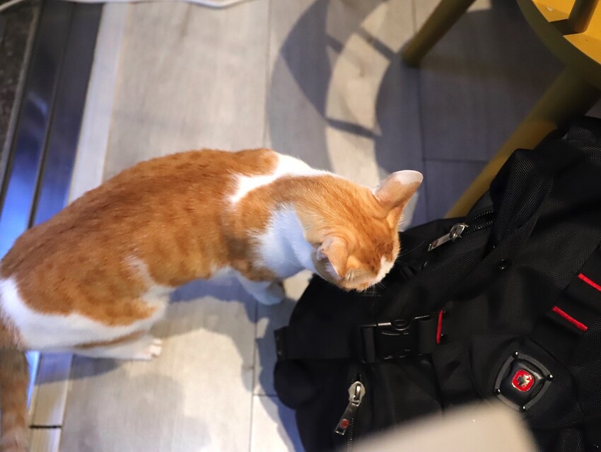 十公分厚的厚片三明治～ 還能吃到厚嫩蛋！超～浮誇美味！