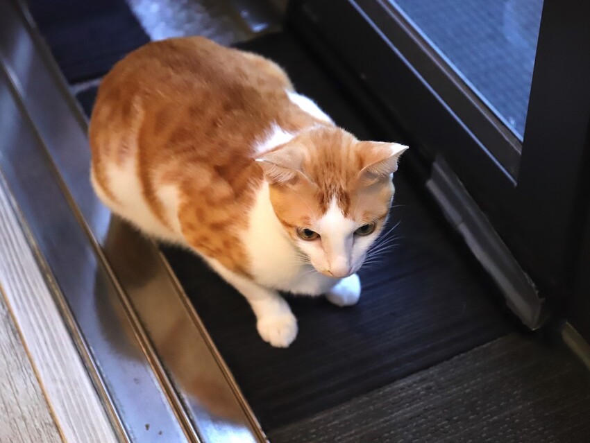 十公分厚的厚片三明治～ 還能吃到厚嫩蛋！超～浮誇美味！