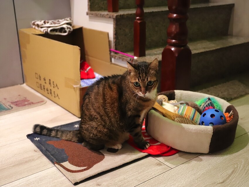 十公分厚的厚片三明治～ 還能吃到厚嫩蛋！超～浮誇美味！