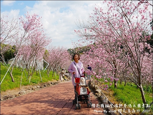 櫻花鳥森林-23.jpg