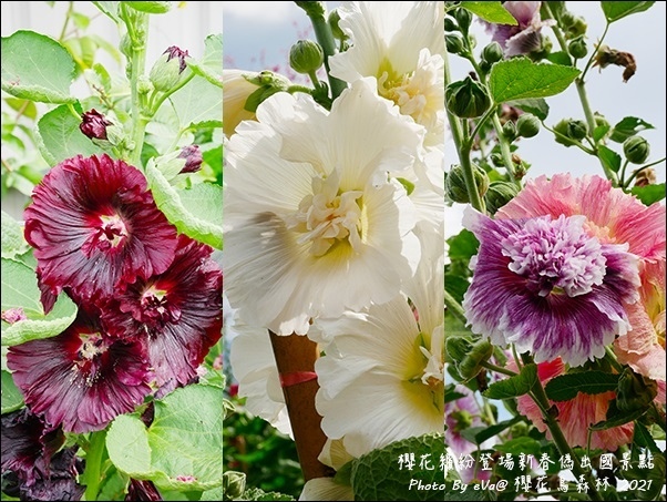 櫻花鳥森林-18.jpg
