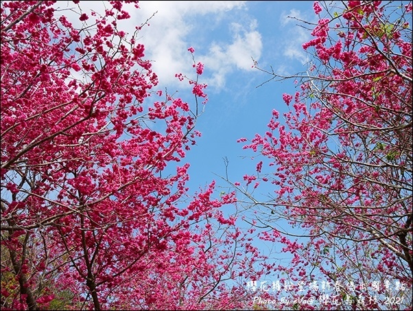 櫻花鳥森林-54.jpg