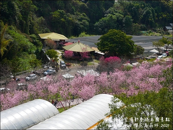 櫻花鳥森林-58.jpg