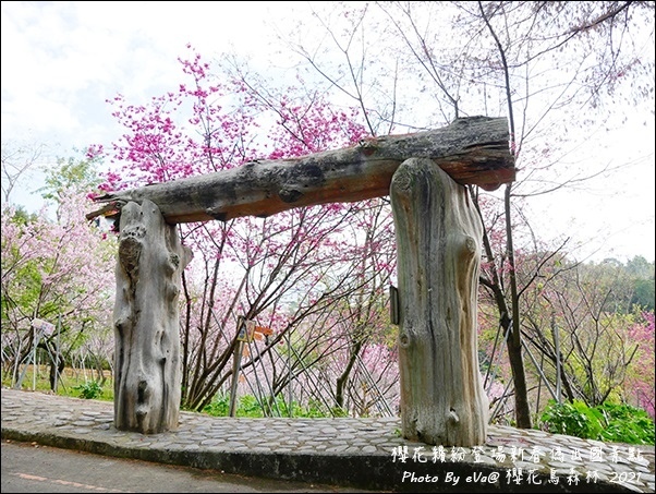 櫻花鳥森林-20.jpg