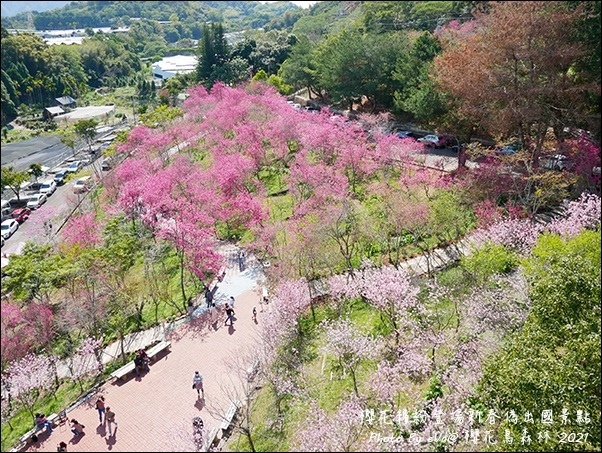 櫻花鳥森林-89.jpg