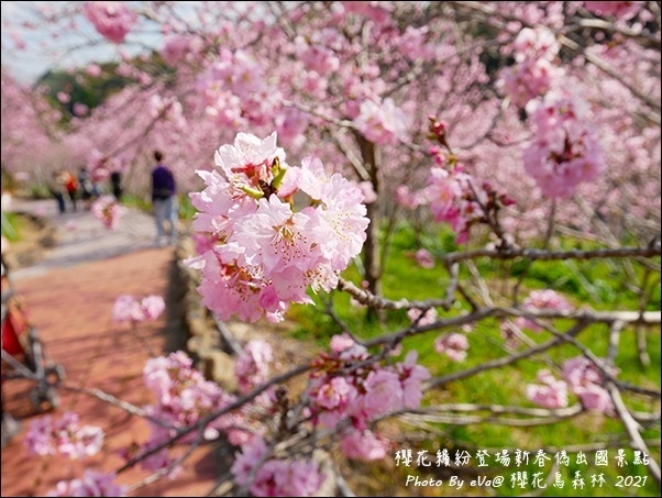 櫻花鳥森林-25.jpg