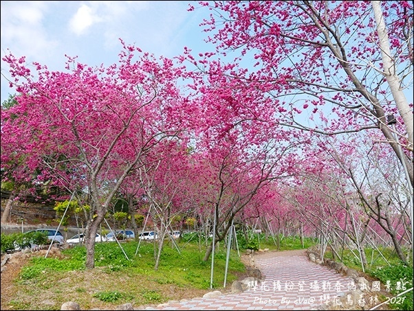 櫻花鳥森林-53.jpg