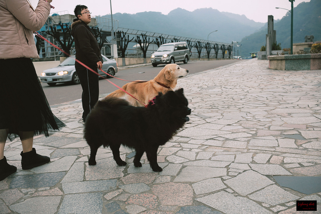 石門水庫的溜雙狗任務 石門水庫的溜雙狗任務