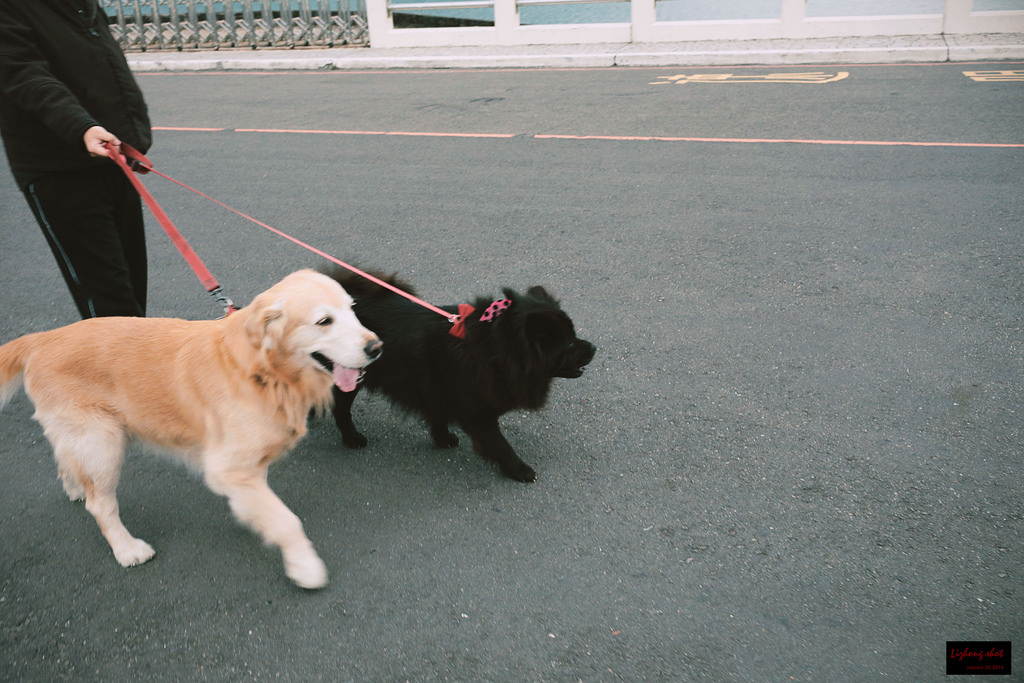 石門水庫的溜雙狗任務 石門水庫的溜雙狗任務