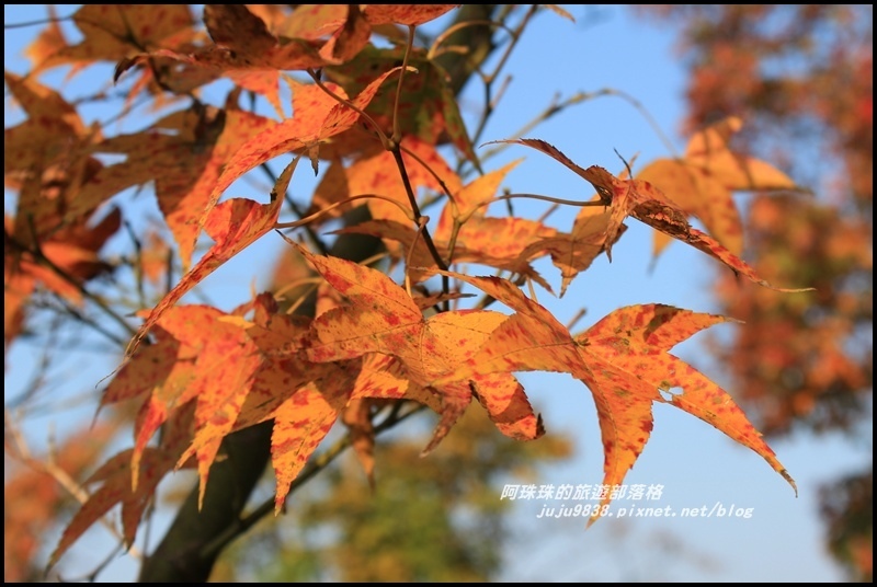 石門水庫楓紅17.JPG