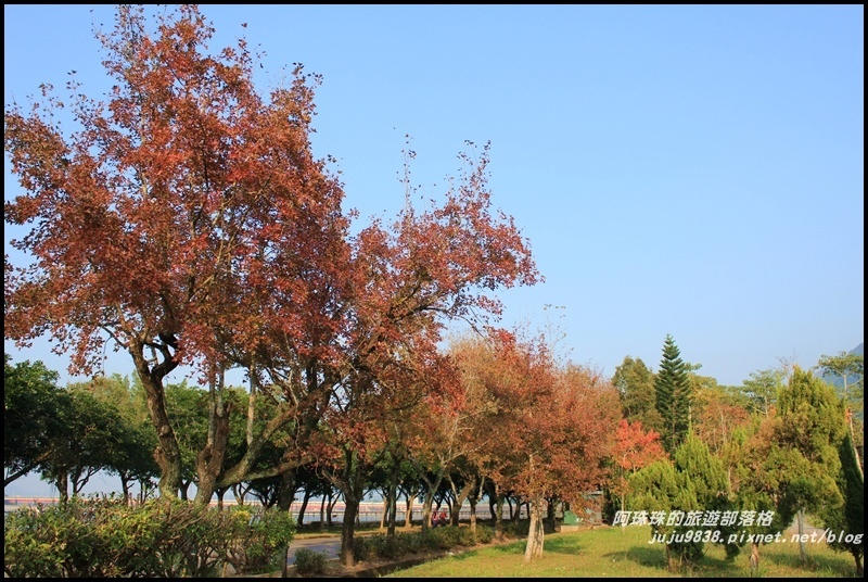 石門水庫楓紅9.JPG