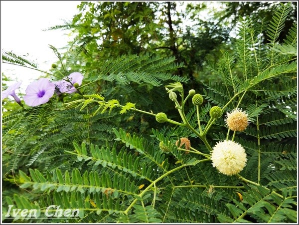 石門水庫風景區:《桃園景點》2018.08.12跟著「晴心分享」 群組的步划,悠活在『石門水庫』風景區