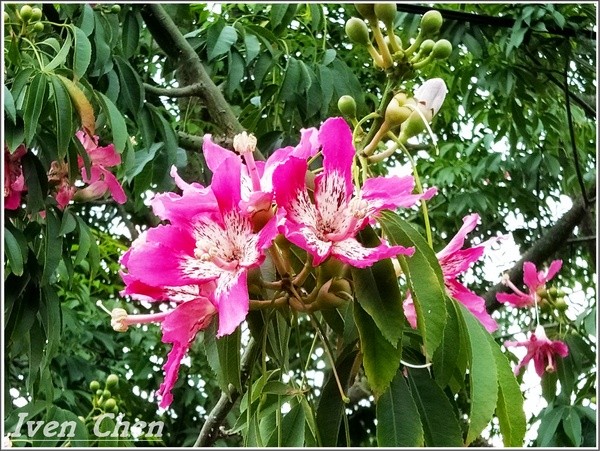 石門水庫風景區:《桃園景點》2018.08.12跟著「晴心分享」 群組的步划,悠活在『石門水庫』風景區